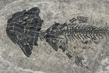 Discosauriscus (Early Permian Reptiliomorph) - Czech Republic #106346-2